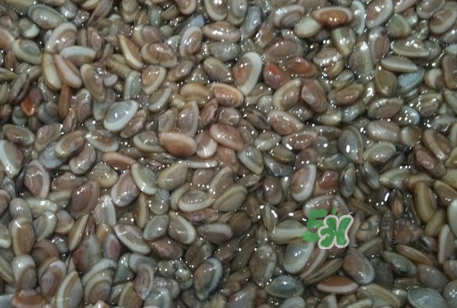 海瓜子怎么抓？海瓜子怎么保存