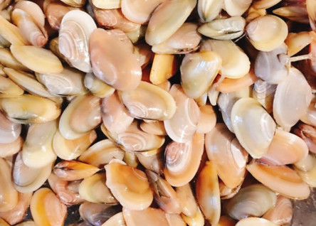 海瓜子是放涼水煮還是熱水？海瓜子淡水能養(yǎng)活嗎