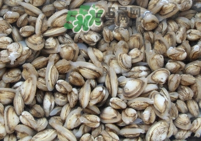 海瓜子怎么養(yǎng)？如何挑選海瓜子