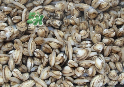 海瓜子煮多久能熟？海瓜子為什么放在水里殼不張開(kāi)