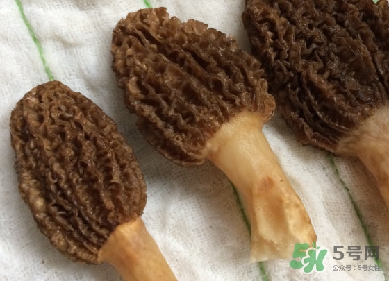 羊肚菌什么時候采摘？羊肚菌什么季節(jié)有