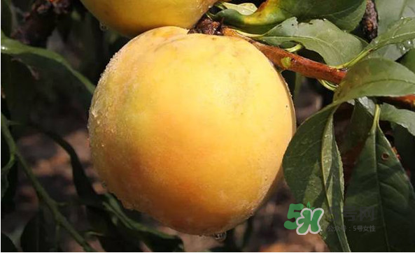 嘉善黃桃多少錢一斤？嘉善黃桃的上市時(shí)間