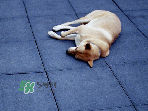 三伏天可以睡地上嗎？三伏天可以睡地板嗎？