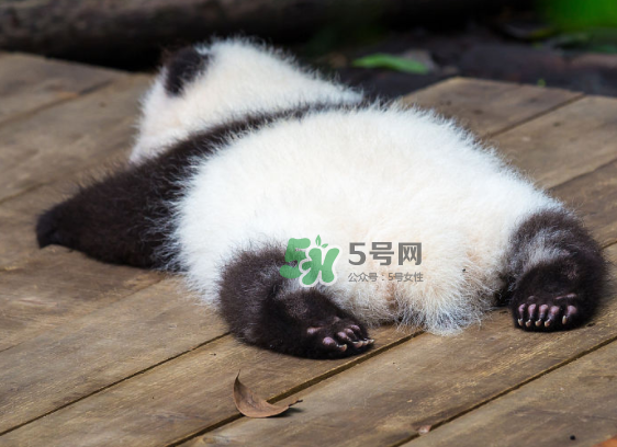 三伏天可以睡地上嗎？三伏天可以睡地板嗎？