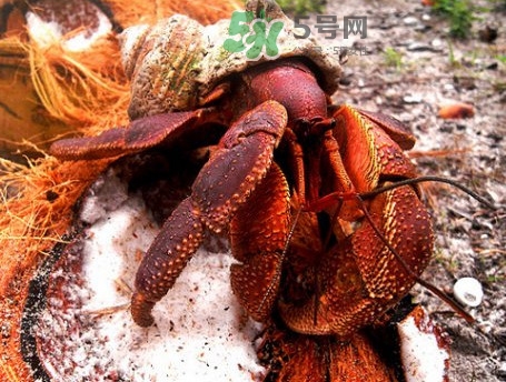 椰子蟹是寄居蟹嗎？椰子蟹中國哪里能買到