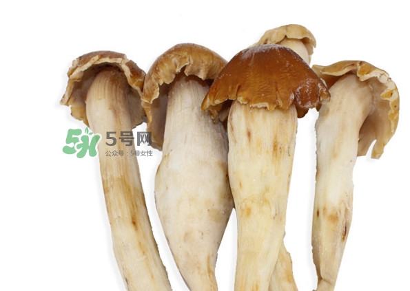 雞樅菌有毒嗎？雞樅菌不能和什么一起吃？