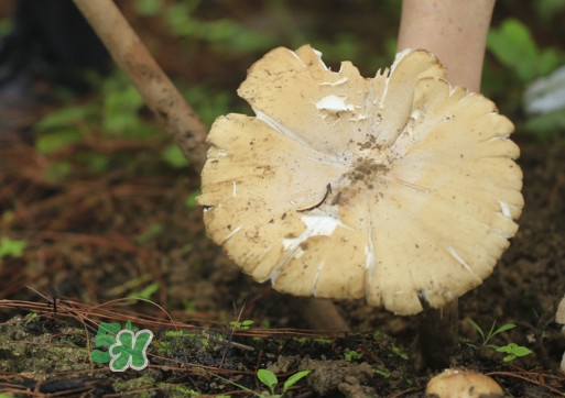 雞樅菌怎么讀？雞樅菌怎么做好吃？