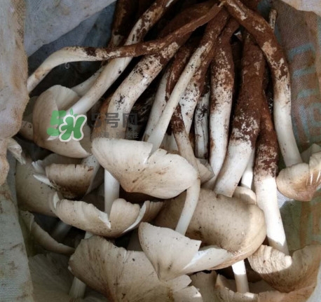 雞樅菌什么時候有？雞樅菌生長在什么地方