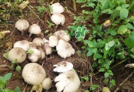 雞樅菌為什么那么貴？雞樅菌為什么離不開白螞蟻