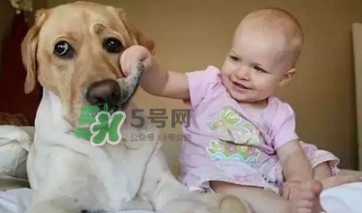 寵物對(duì)嬰兒的影響 寵物對(duì)嬰兒的危害有哪些？