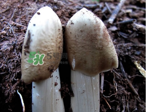 雞樅菌怎么保存？雞樅菌可以放冰箱嗎？