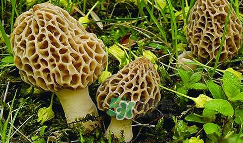 羊肚菌生長(zhǎng)在什么地方？羊肚菌同什么煲湯最好