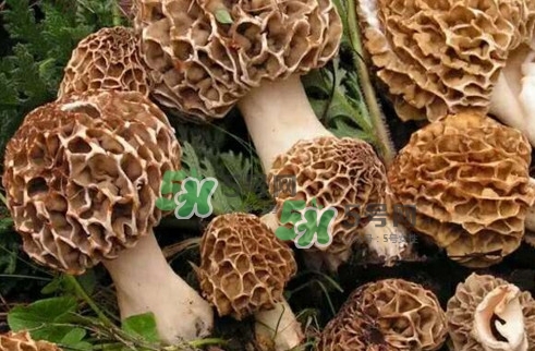 羊肚菌最大產(chǎn)地是哪兒？羊肚菌怎么泡發(fā)