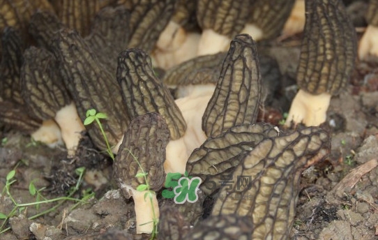 野生羊肚菌多少錢一斤？干羊肚菌多少錢一斤