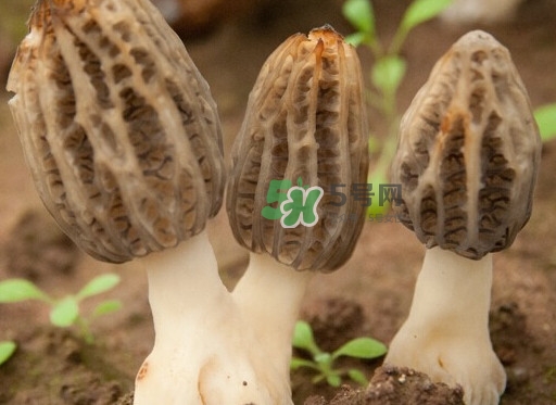 生了蟲的羊肚菌能吃嗎？羊肚菌長蟲子怎么辦？