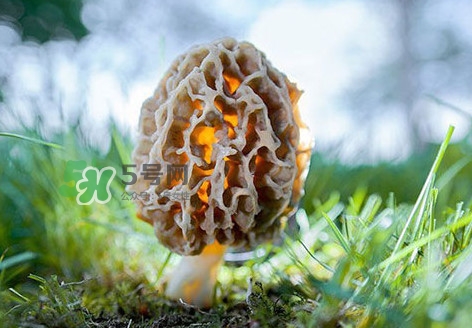 羊肚菌怎么清洗？羊肚菌怎么保存