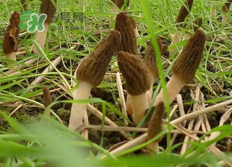 羊肚菌什么時候采摘？羊肚菌什么季節(jié)有