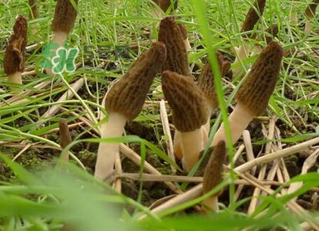 如何識(shí)別羊肚菌真假？買羊肚菌怎么挑選