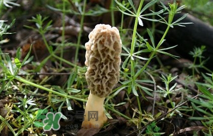 如何識(shí)別羊肚菌真假？買羊肚菌怎么挑選