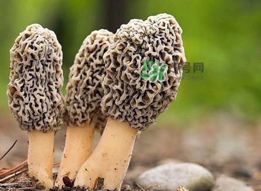 羊肚菌怎么做好吃？羊肚菌有什么好處