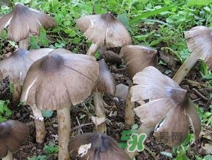 雞樅菌什么時候有？雞樅菌生長在什么地方