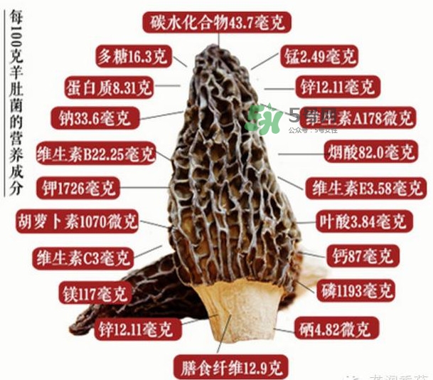 野生羊肚菌多少錢一斤？干羊肚菌多少錢一斤