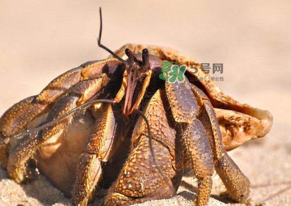 椰子蟹是寄居蟹嗎？椰子蟹中國哪里能買到