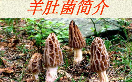 羊肚菌每天吃多少合適 羊肚菌吃了會(huì)中毒嗎