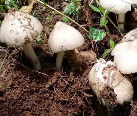 雞樅菌怎么保存？雞樅菌可以放冰箱嗎？