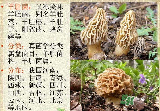 生了蟲的羊肚菌能吃嗎？羊肚菌長蟲子怎么辦？