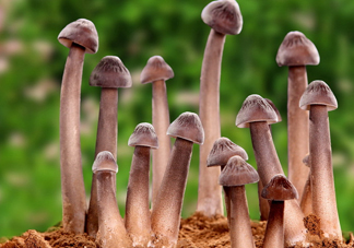 雞樅菌為什么那么貴？雞樅菌為什么離不開白螞蟻