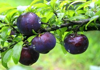 黑布李多少錢一斤？黑布李和紅布李哪個貴？