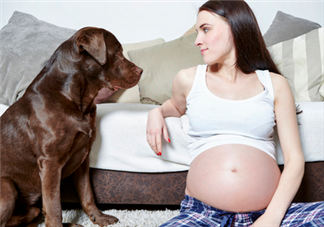 狗對孕婦的危害有哪些？狗對孕婦有影響嗎？