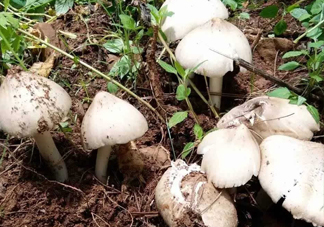 雞樅菌怎么保存？雞樅菌可以放冰箱嗎？