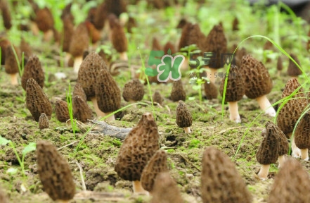 羊肚菌什么時候采摘？羊肚菌什么季節(jié)有