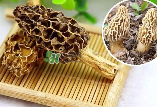 羊肚菌怎么清洗？羊肚菌怎么保存