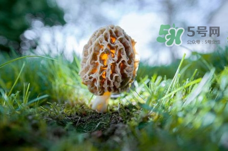 羊肚菌可以泡茶喝嗎？羊肚菌可以生吃嗎