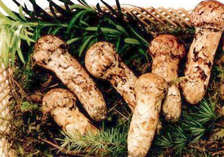 新鮮松茸怎么保存？干松茸如何保存？