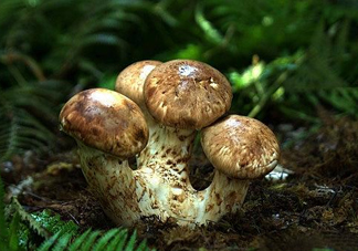 干松茸多少錢一斤？野生松茸多少錢一斤？