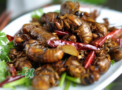 八月份還有知了猴嗎？知了幾月份就沒有了？