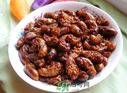 八月份還有知了猴嗎？知了幾月份就沒有了？