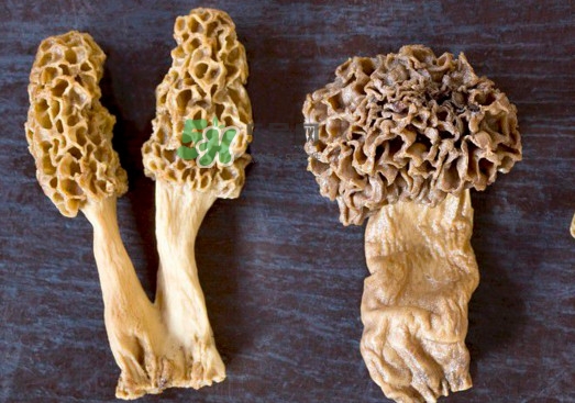 羊肚菌有假的嗎？野生羊肚菌有幾種？