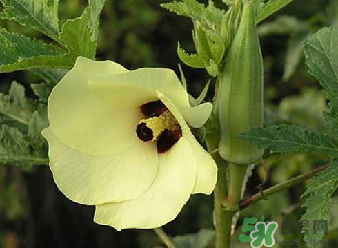 八月份可以種秋葵嗎？8月份能種秋葵嗎？