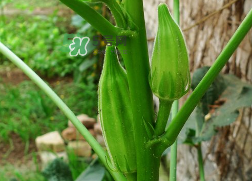 八月份可以種秋葵嗎？8月份能種秋葵嗎？