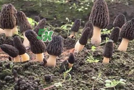 羊肚菌種植是不是騙局？羊肚菌的種植技術(shù)