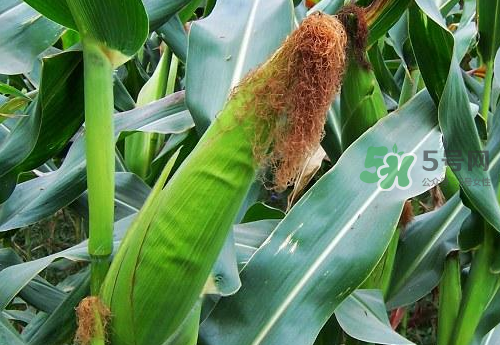 8月份能種玉米嗎？八月份可以種玉米嗎？