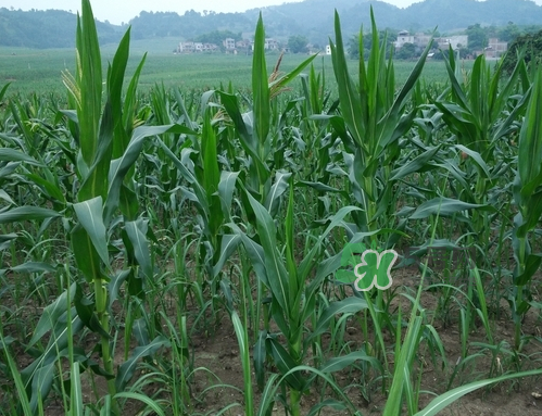 8月份能種玉米嗎？八月份可以種玉米嗎？