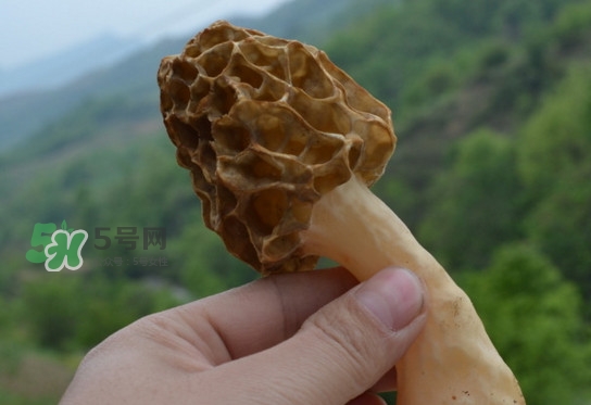 羊肚菌可以泡水喝嗎？羊肚菌可以燉鴿子嗎