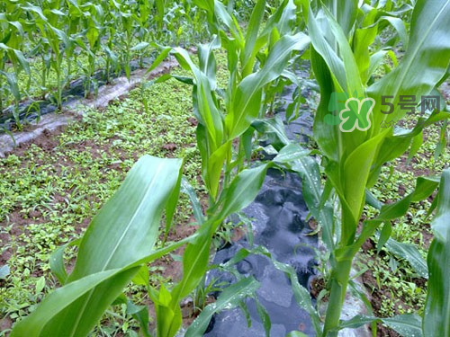 8月份能種玉米嗎？八月份可以種玉米嗎？