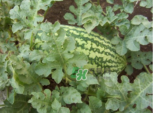 八月份能種西瓜嗎？大棚八月可以種西瓜嗎？